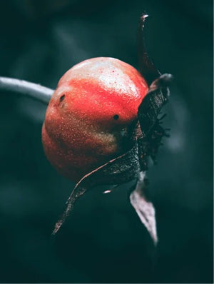 Fruit de rose musquée – ingrédient naturel riche en vitamine C et antioxydants, utilisé dans le sérum-huile au Bakuchiol The North DNA
