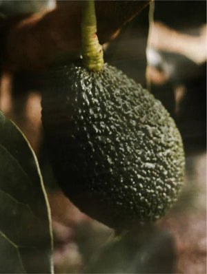 Huile d’avocat – ingrédient naturel du Sérum Vitamine C The North DNA, riche en antioxydants et nourrissant pour une peau éclatante