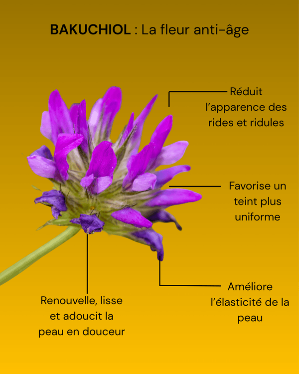 Sérum-Huile Anti-âge au Bakuchiol (Alternative Naturelle au Rétinol)-30ml